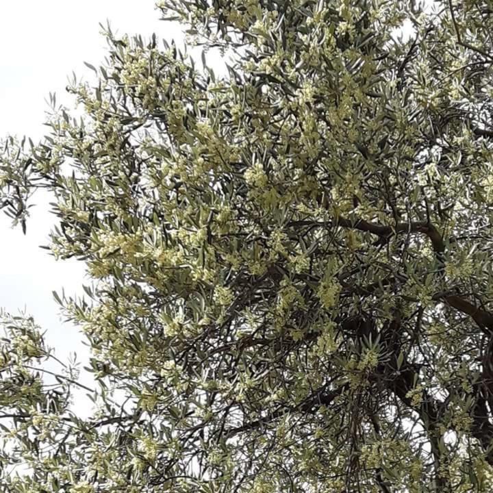 Apartmani Maslina Žuljana 外观 照片